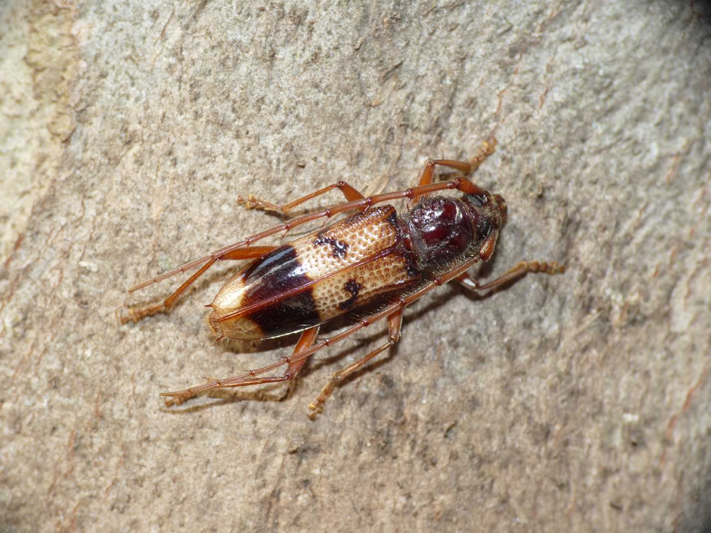 Phoracantha recurva